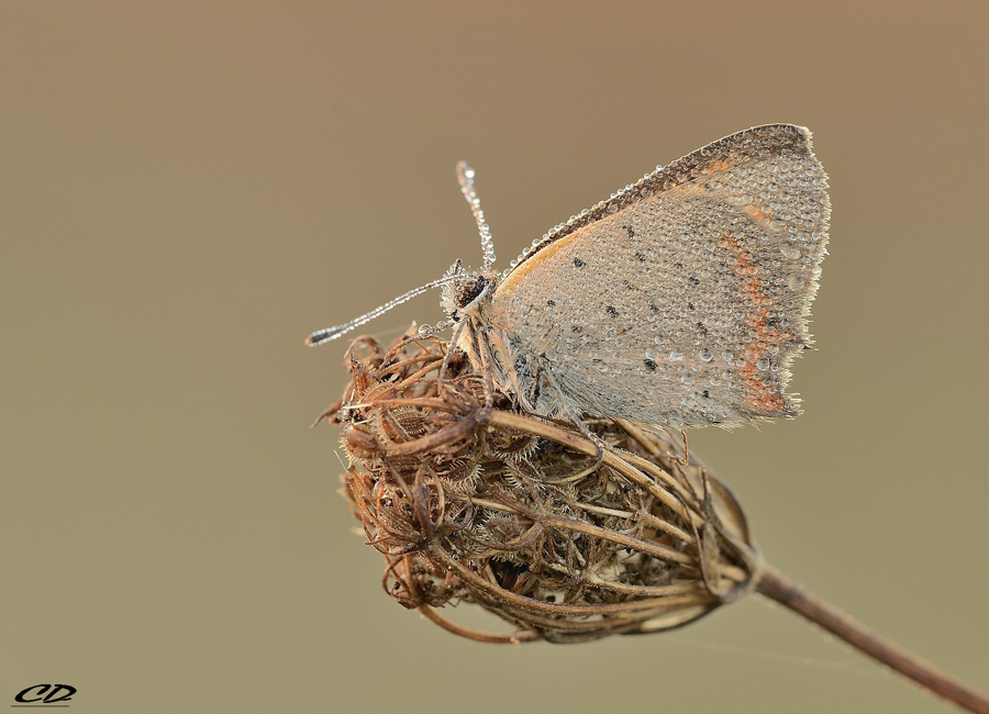 farfalla da identificare - Lycaena phlaeas